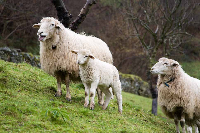 Schapen Asturias
