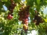 ABMAIP3555_93221_V0_BD6E.jpg